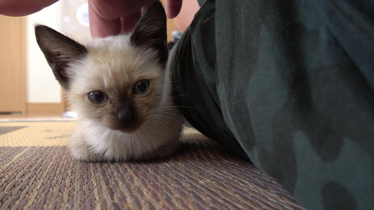 べったりくっつき甘え捲る赤ちゃんシャム子猫😻
