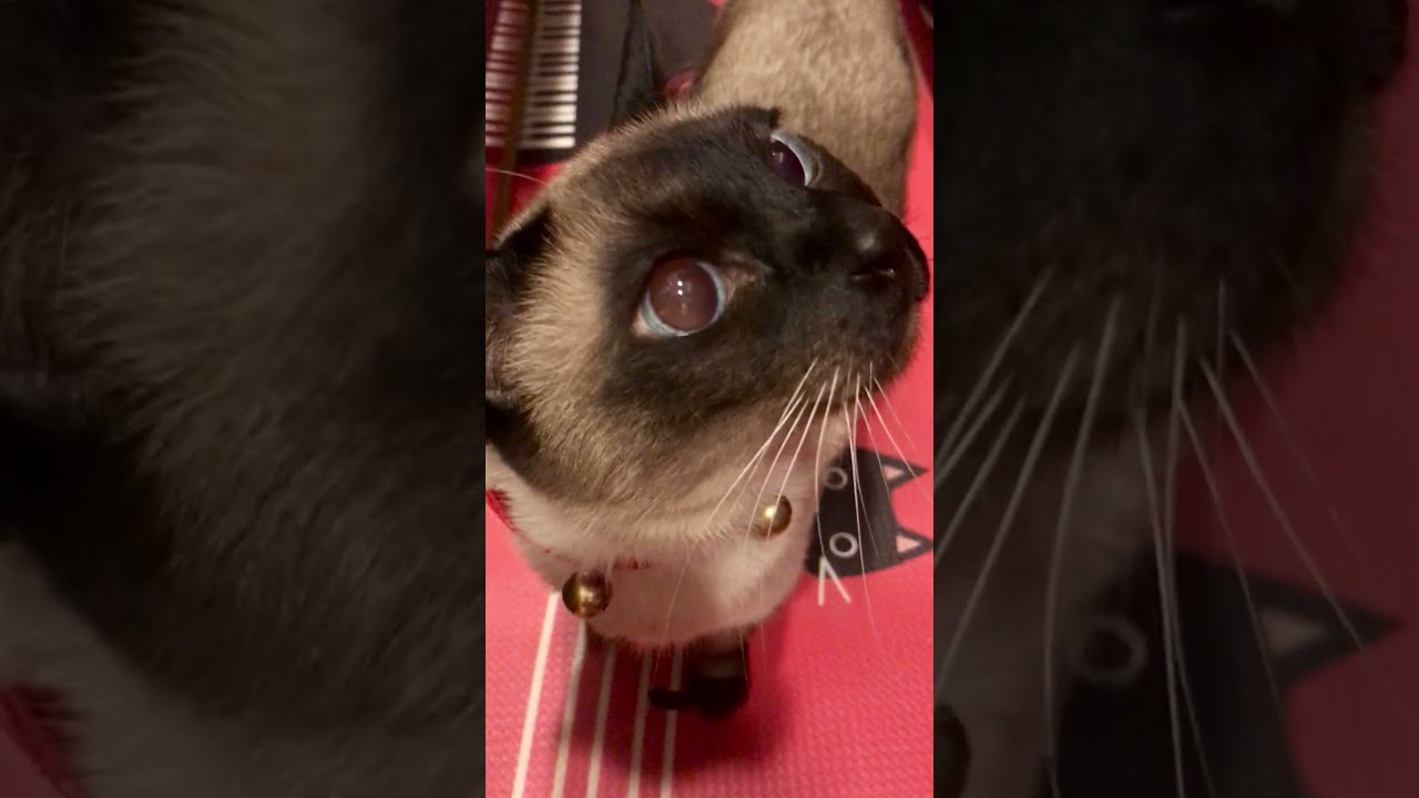 クリスマス用の鈴をしているたぬき猫なのにゃ♪