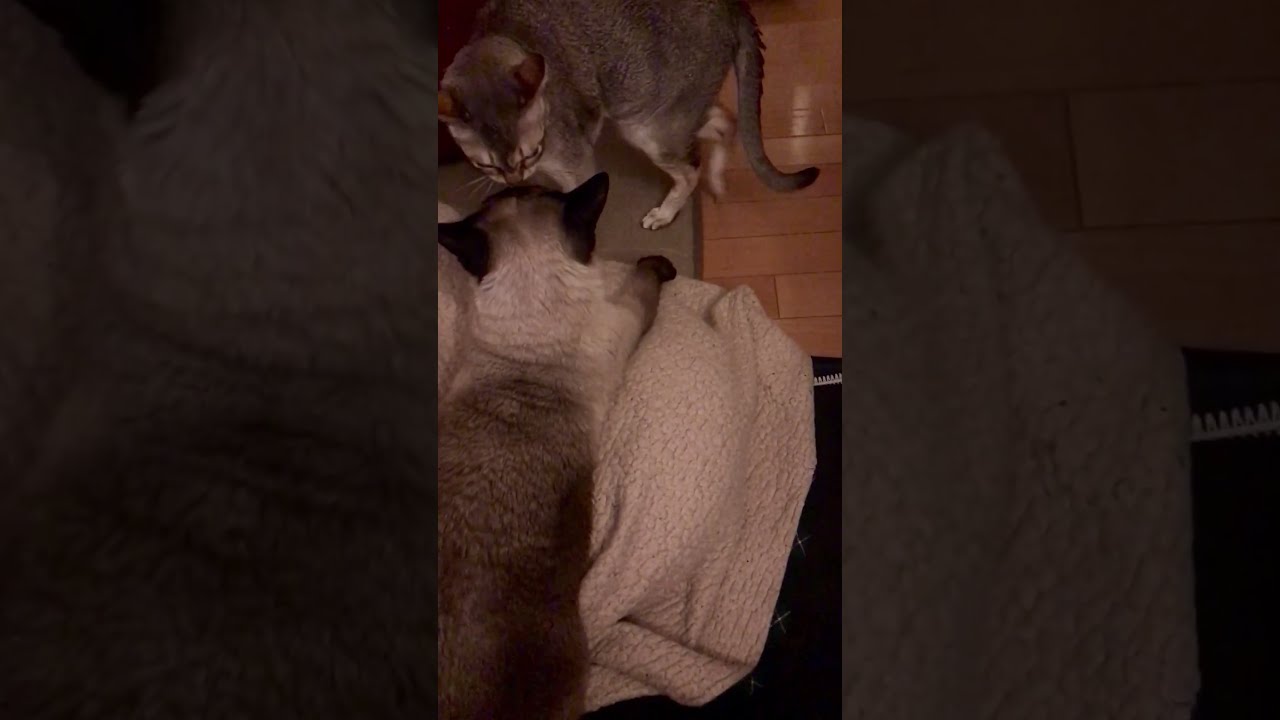 暗闇でこっそりバトルするシンガプーラとたぬき猫なのにゃ♪