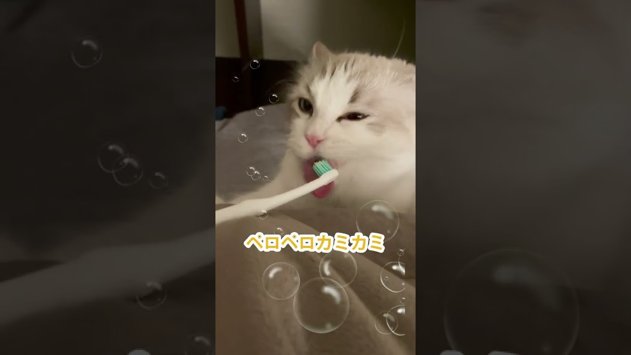 毎日歯磨きを進んでする賢い愛猫マニー💛ラグドール💛#cutecat#ragdoll#猫歯磨き#shorts