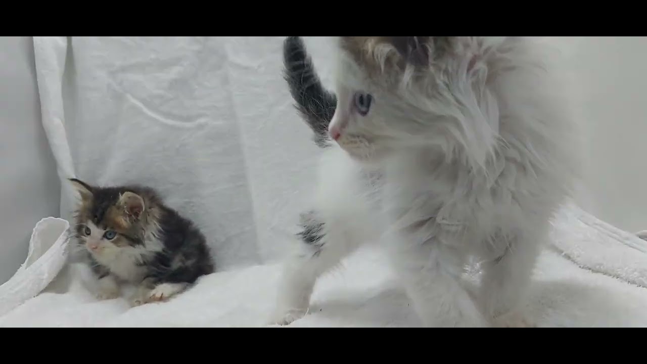 ノルウェージャンフォレストキャット/宮城県ブリーダー