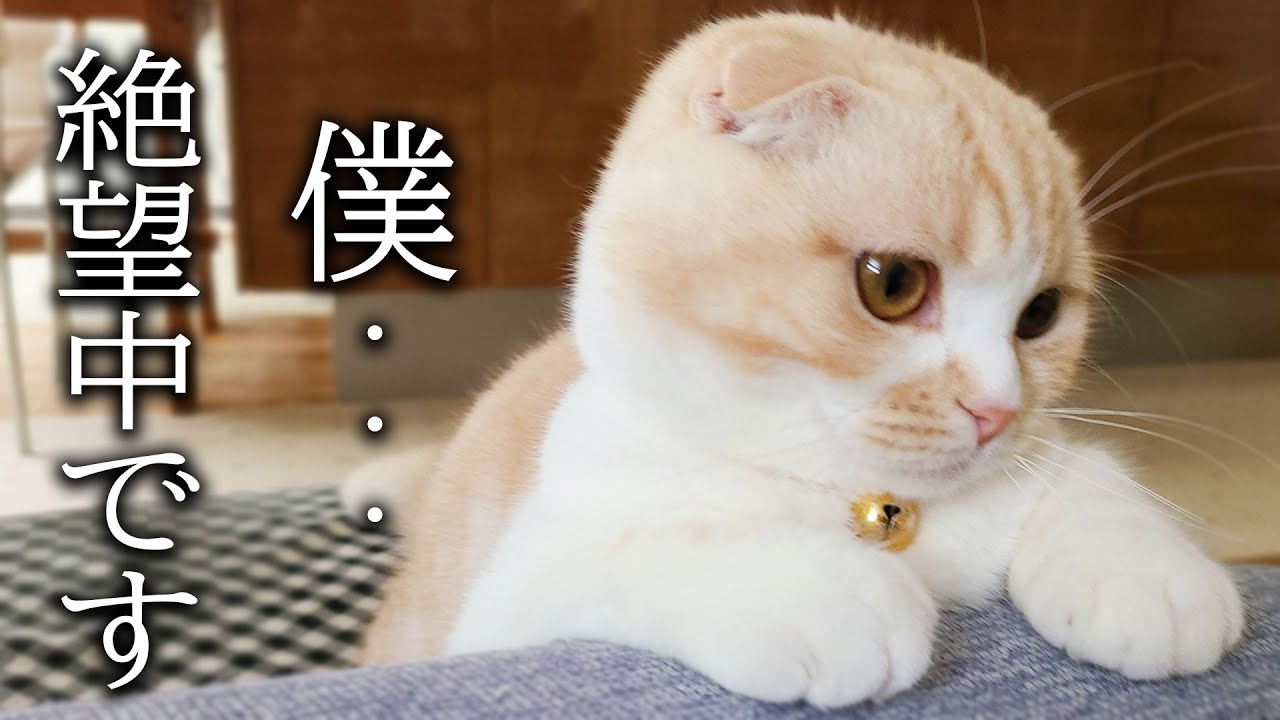 ツリーを片付けたら子猫とハスキー犬達が怒ってこうなりました...