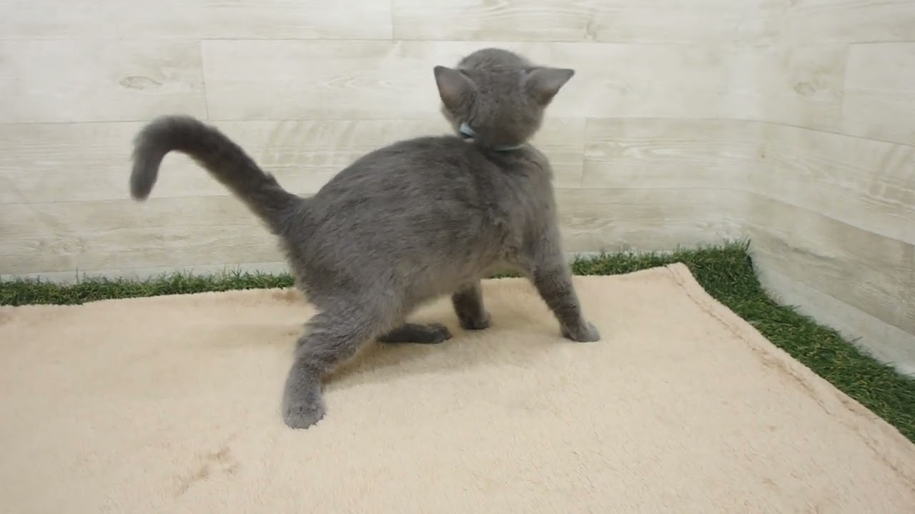 00592116 ブリティッシュショートヘアー