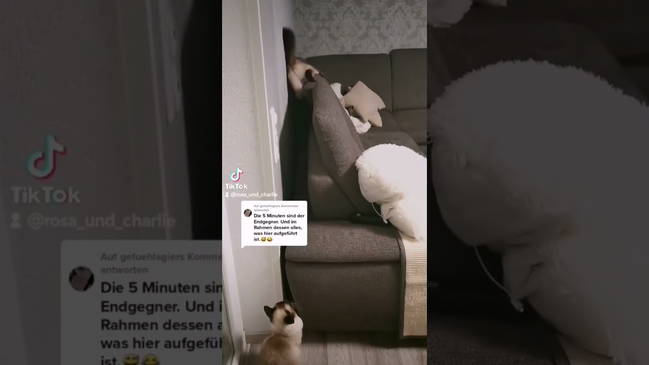 I'm just a cat 🤪 #tapete #siamese #balinesecat #bkh #siamkatze #blh