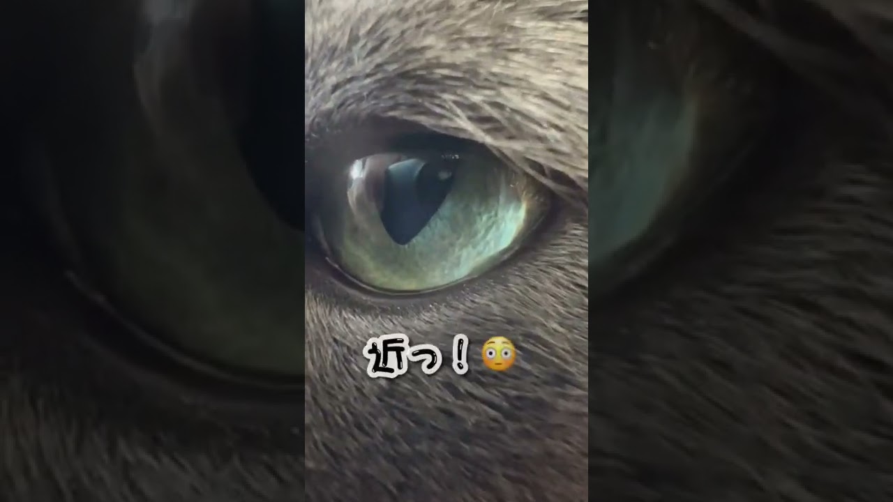 【ロシアンブルー】甘えん坊めろんに近づいてみた😁【猫】#shorts