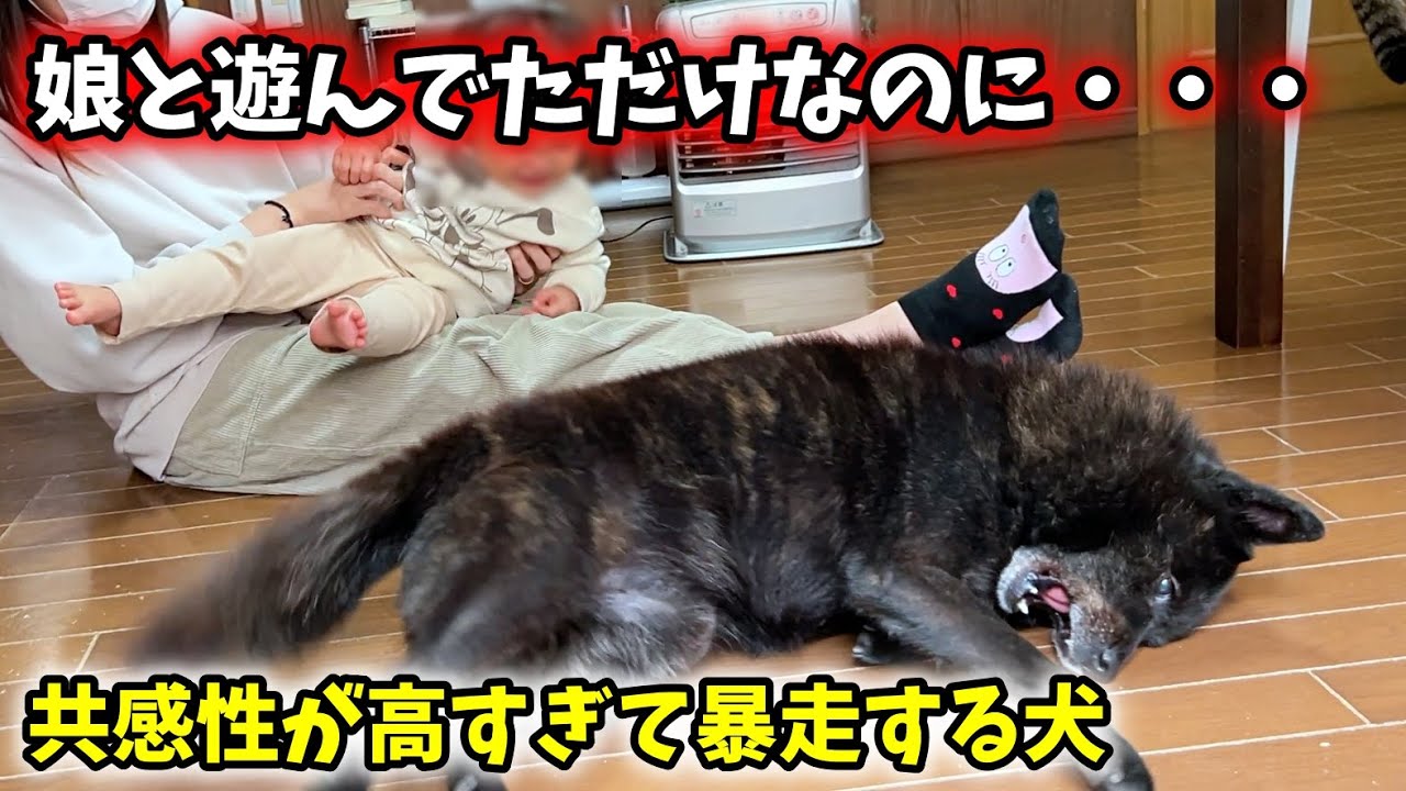 娘と遊んでたら共感性の高すぎる愛犬がこうなりました