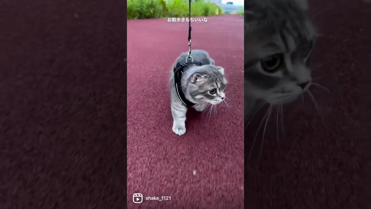 陽気にお散歩する猫がこちら #マンチカン #短足マンチカン #Shorts