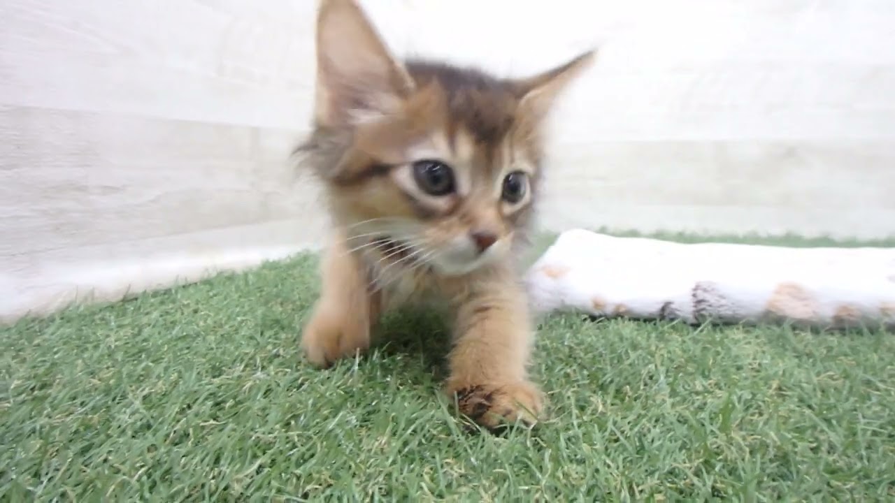 Coo&RIKU　No00612410 ソマリ