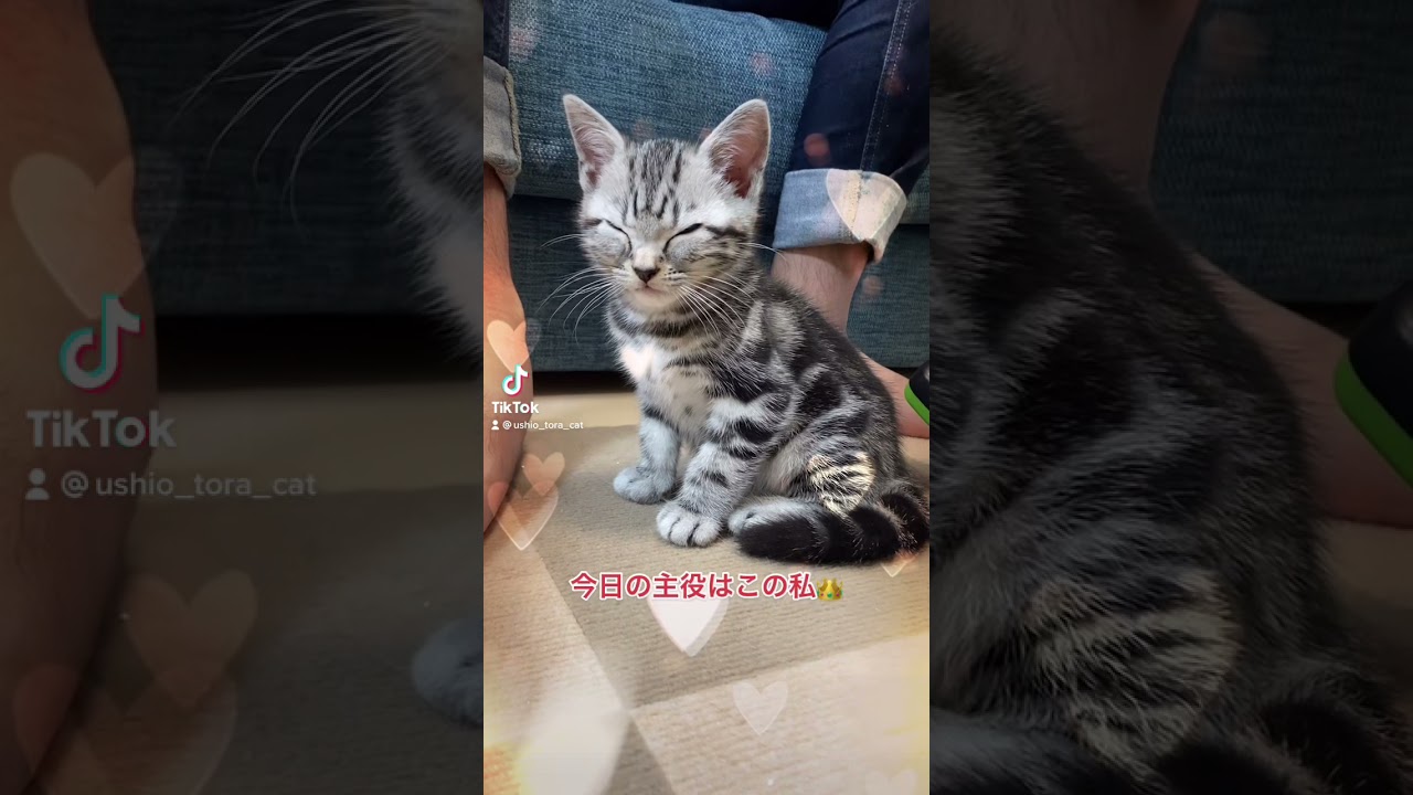 生後2ヶ月 アメショの子猫