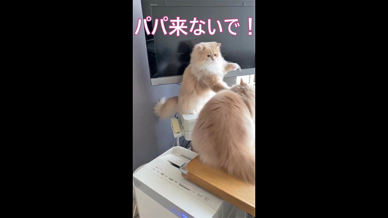 #Shorts【サイベリアン猫】娘に拒否されるパパ猫