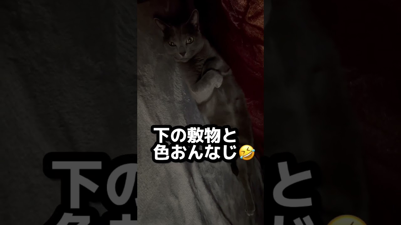 【ロシアンブルー】おこたの中のめろん😌敷物と同化😅【猫】#shorts