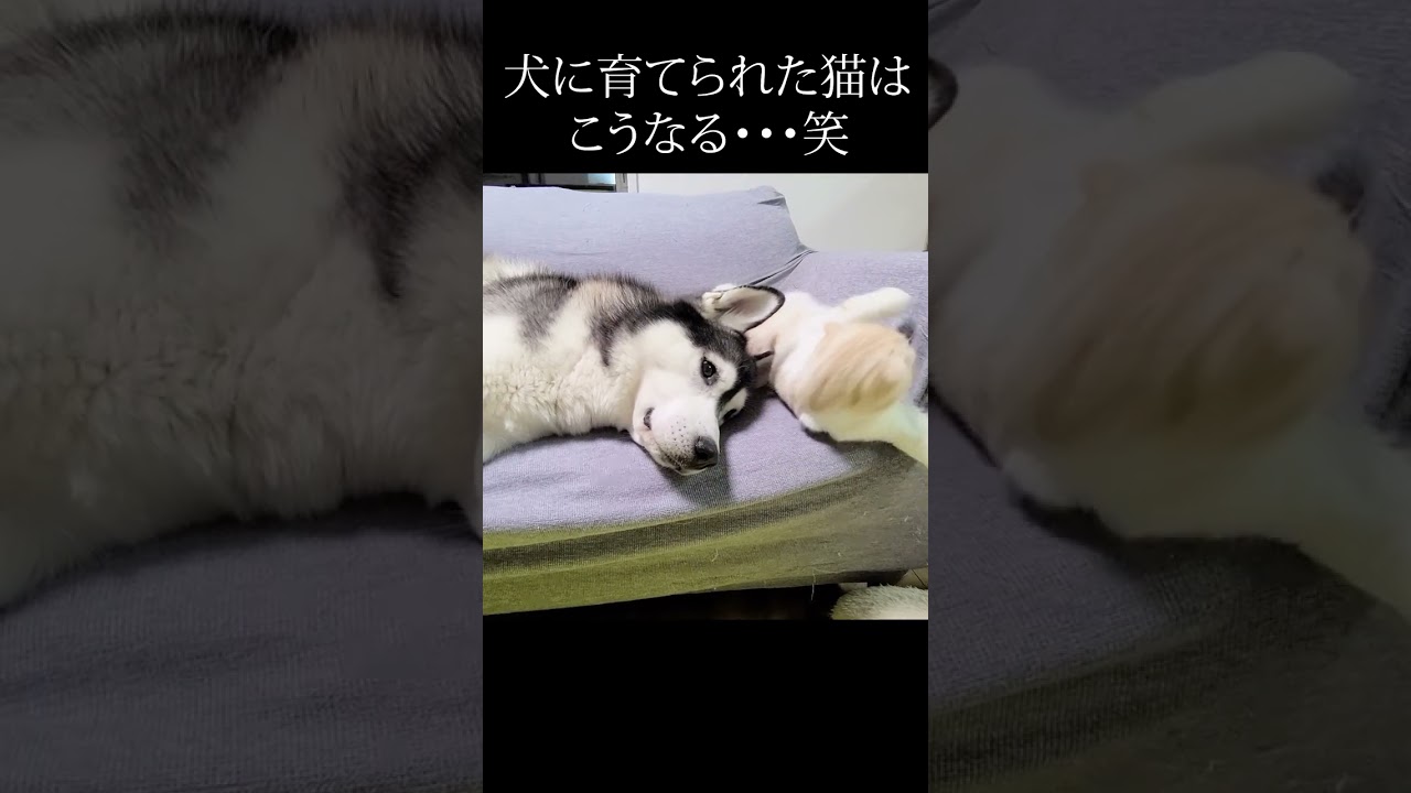 子猫が育ての親を見つけた瞬間こうなった...