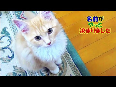 生後４ヶ月のラガマフィンの男の子 - 名前が決まりました