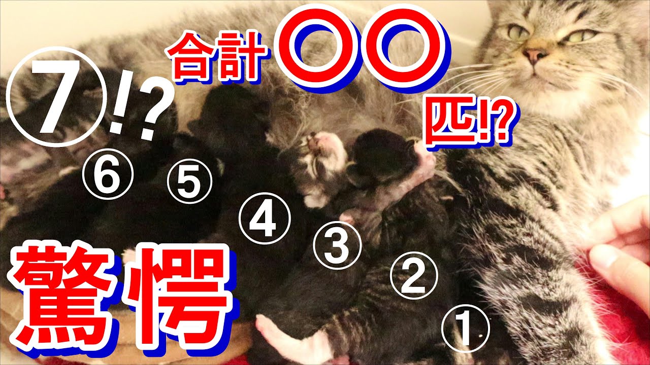 【驚愕】メインクーンのお産に立ち会ったら驚きの頭数が…!子猫の出生状況ご報告!