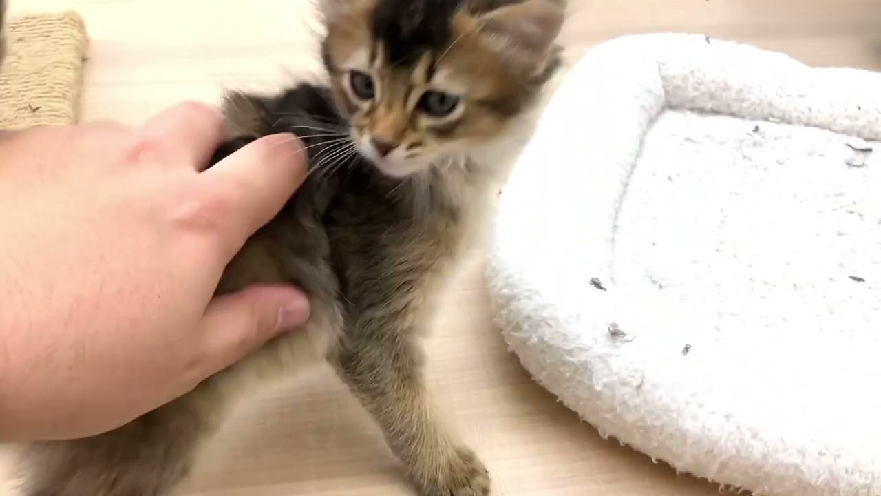 撮って甘えん坊なソマリちゃん