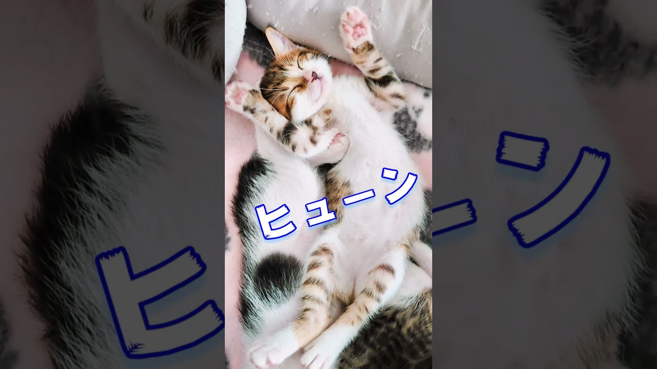 子猫ちゃん爆睡中に落ちる！ #Shorts #ショート