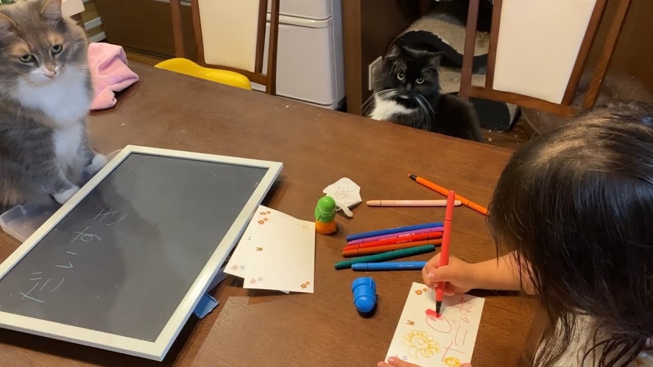 年賀状作りを見に来た猫　ノルウェージャンフォレストキャット　ラガマフィンA cat who came to see New Year's card making.