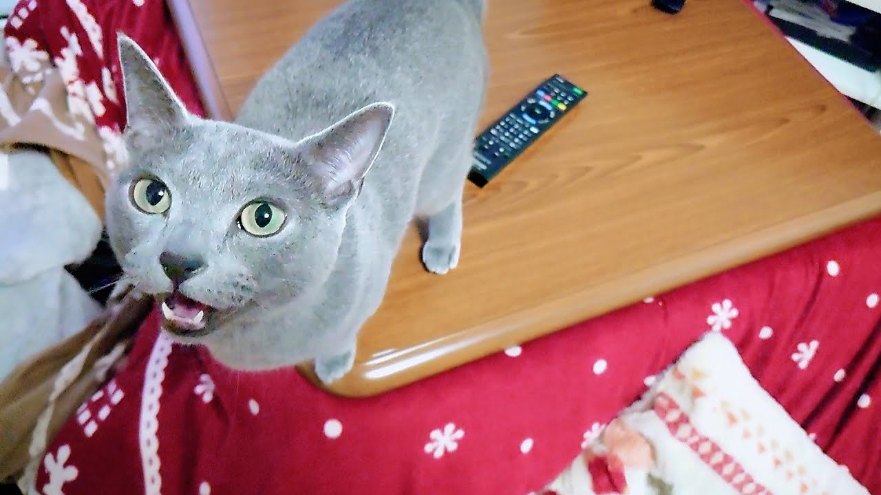 【猫動画】カーテンを閉める嫁の肩を狙うロシアンブルー【russianbule】Russian blue aiming at bride's shoulder