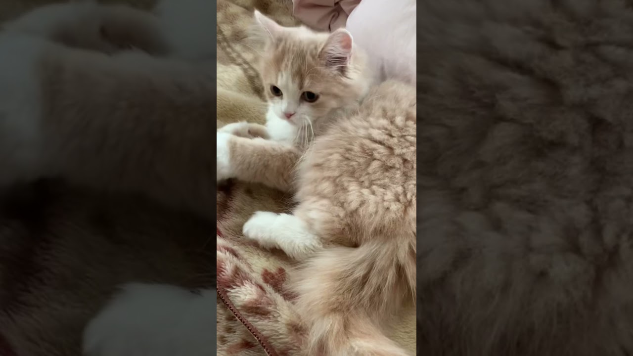 【スコティッシュフォールド】激しいけどひたすらかわいい猫キックをお見舞いするこねこ。