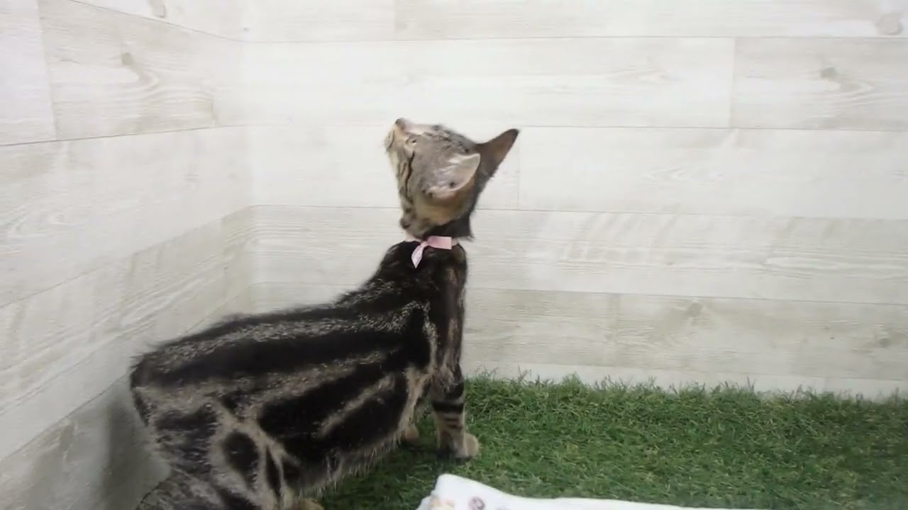 Coo&RIKU　No00609666 アメリカンショートヘアー