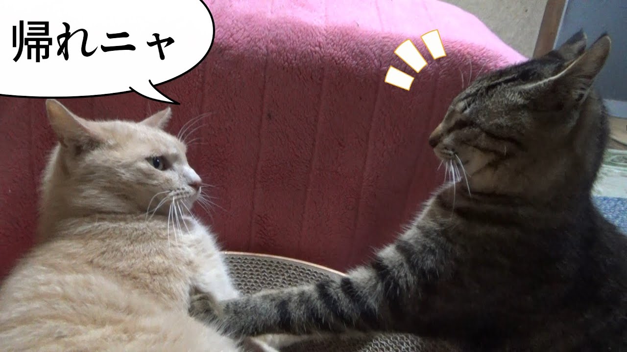 お姉さん猫が好きで毎日会いに来る子猫なのだが・・