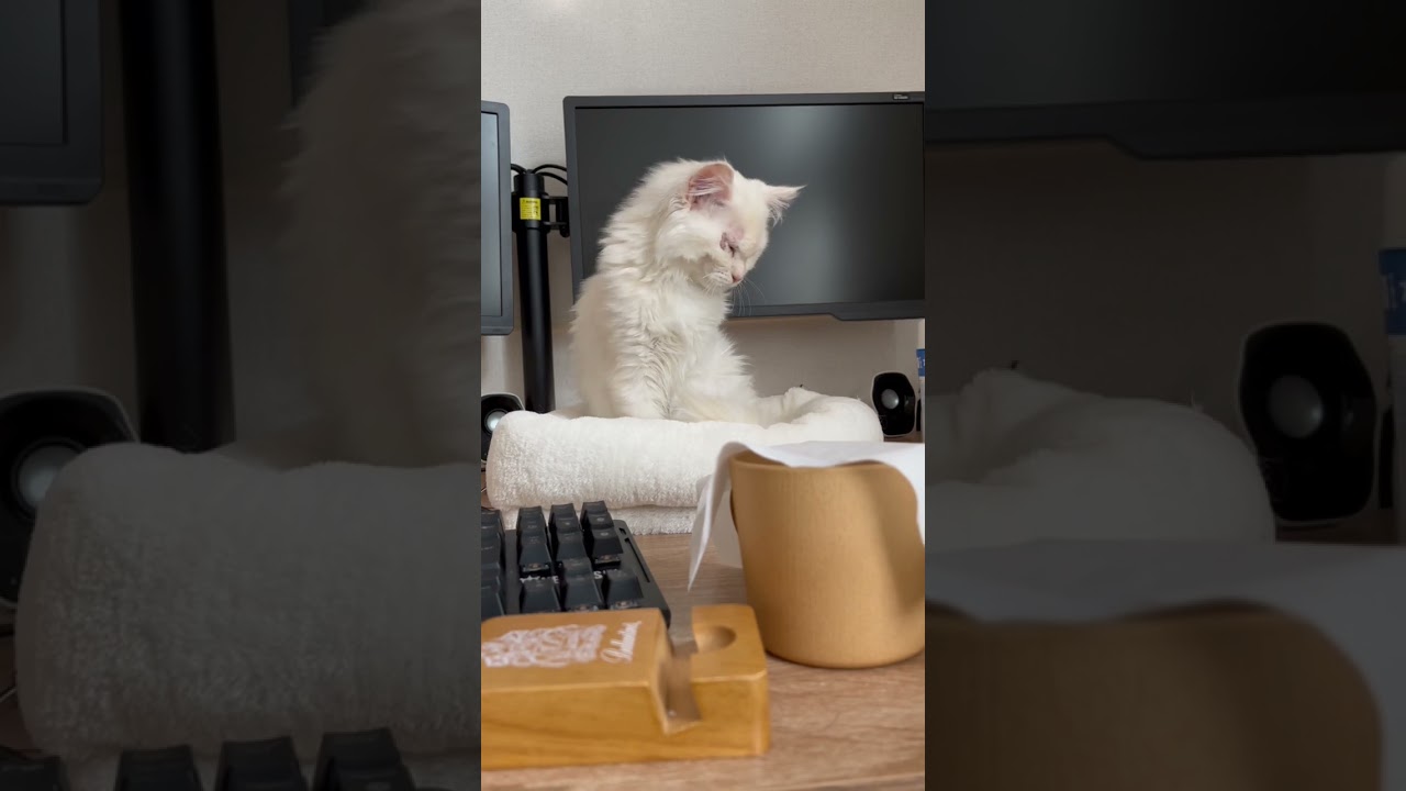 ラスボスの寝起き【サイベリアン子猫】#ショート動画 #サイベリアン