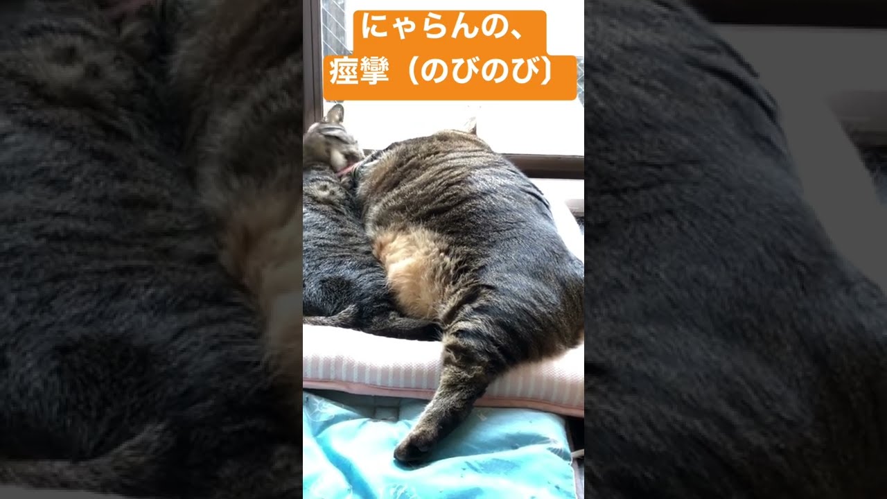 にゃらんが、のびのびをした時に痙攣します😅【日本猫のにゃらんとミーちゃん】＃shorts