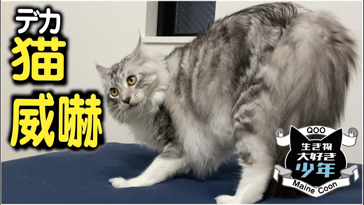 【メインクーン】子どもに威嚇する大型猫。本気？それとも…