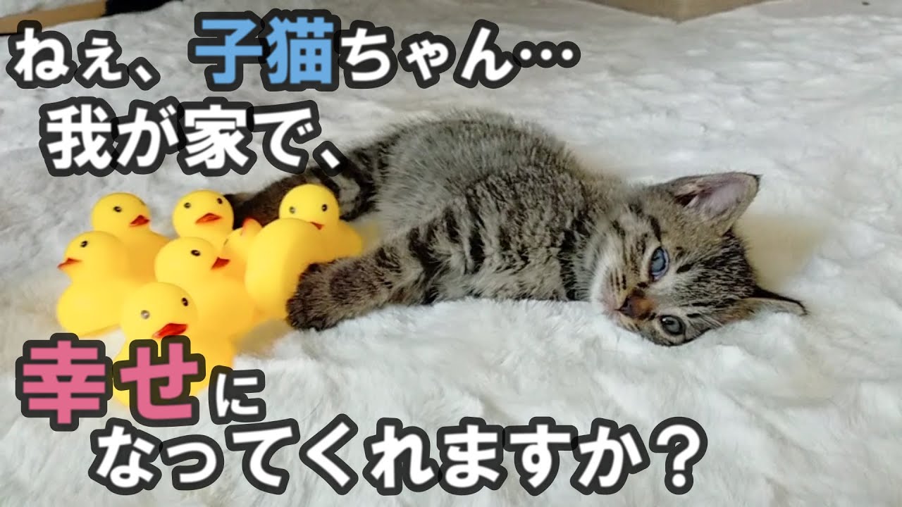 野良子猫を保護しました、我が家はあなたにとって幸せですか？