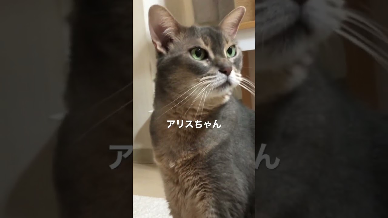 ウチの長寿たち #shorts #猫動画 #アビシニアン #cat #まな猫