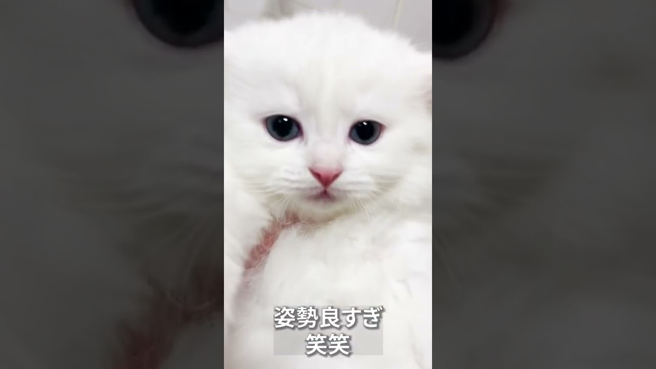 【子猫の成長記録】#shorts #ミヌエット #マンチカン #子猫