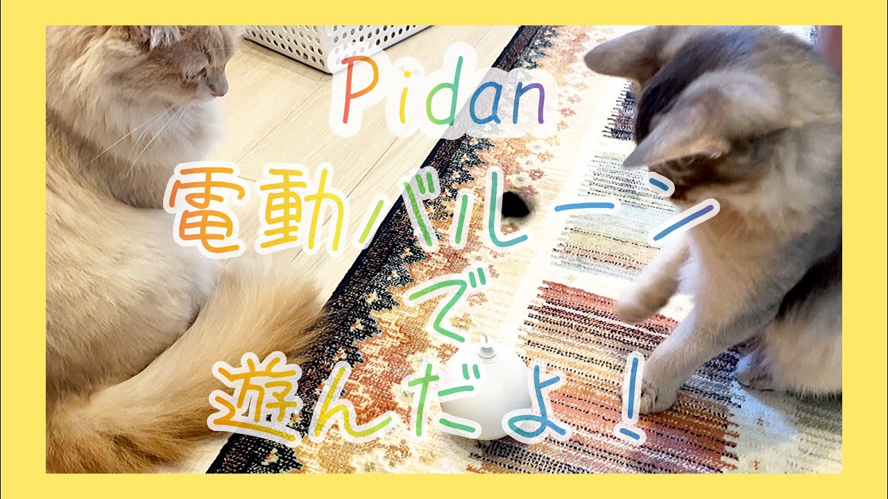 【アメリカンカール・ソマリ】pidanのおもちゃで遊んだよ！
