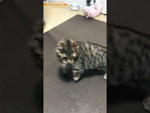 シエル君のいきなりジャンプ！！　/キンカロー　マンチカン×アメリカンカール　#Shorts