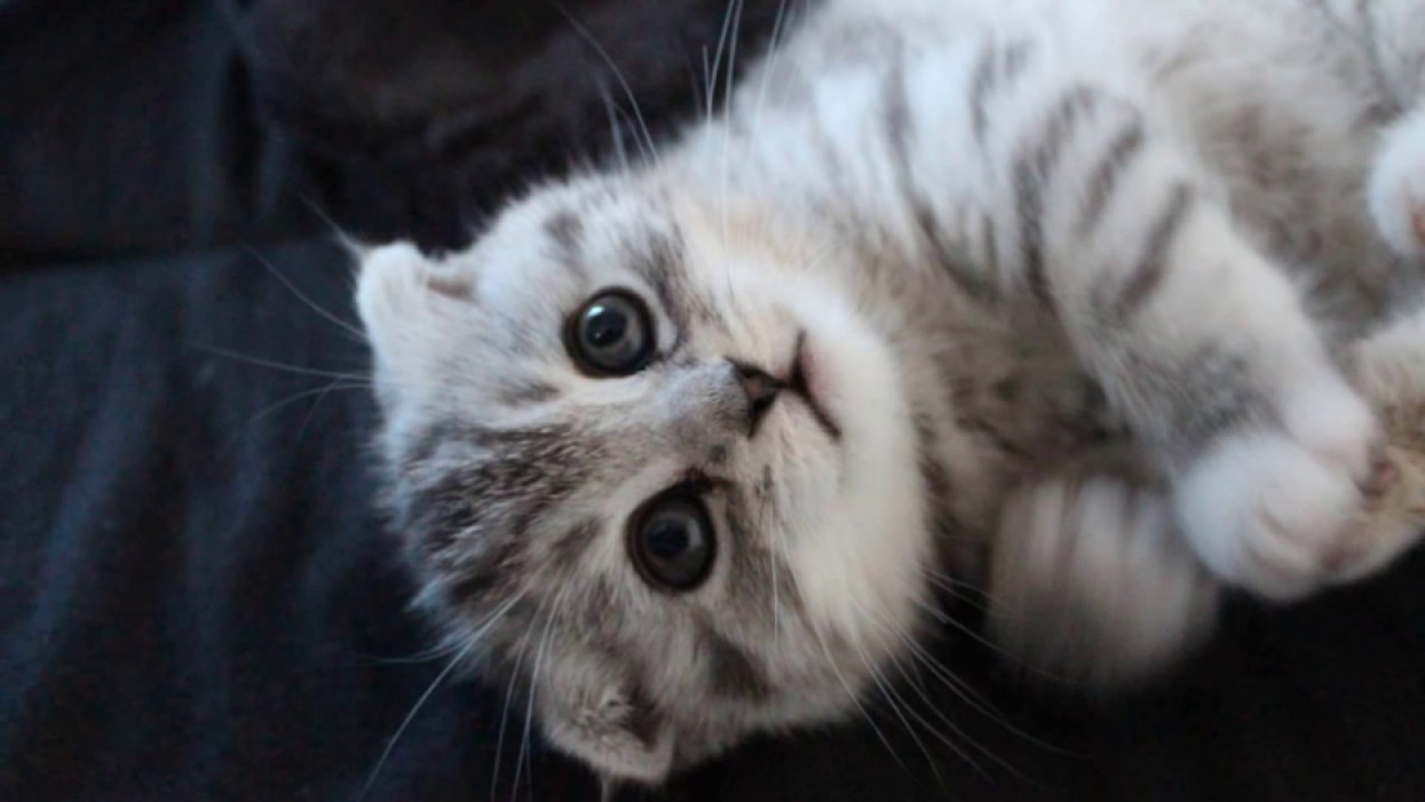 【幸せ子猫】#01　スコティッシュフォールド