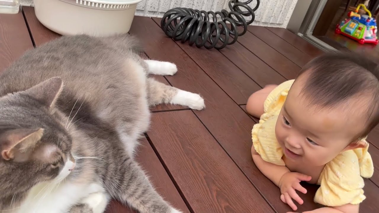 動き回る赤ちゃんにのんびり日向ぼっこも出来ない猫　ノルウェージャンフォレストキャット　A cat that seems to be annoyed by a crawling baby