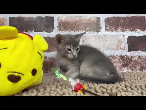 アビシニアン　♂ 12,6