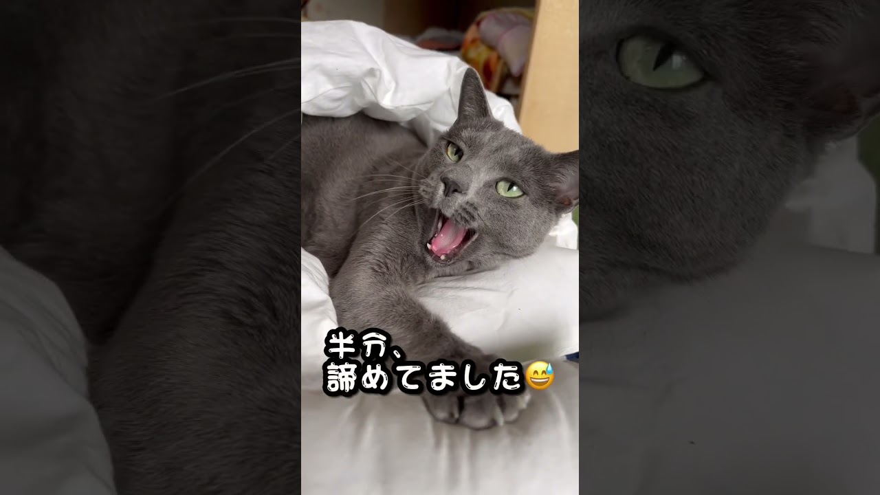 【ロシアンブルー】めろん、お布団に入ってる！😳【猫】#shorts