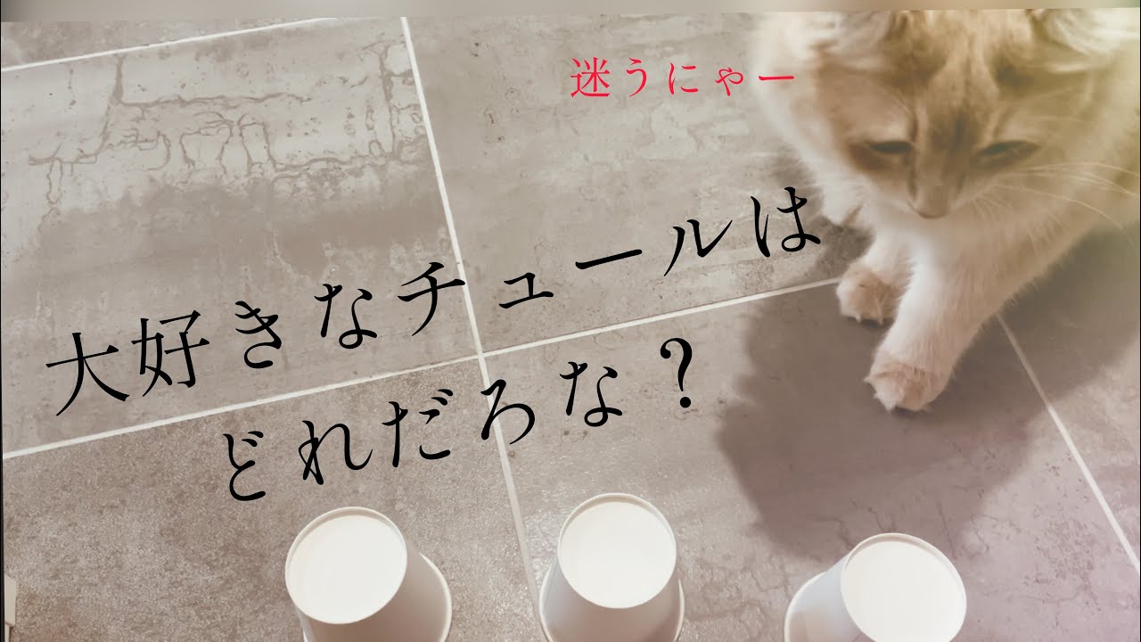 【アメリカンカール・ソマリ】ちゅーる当てゲーム！