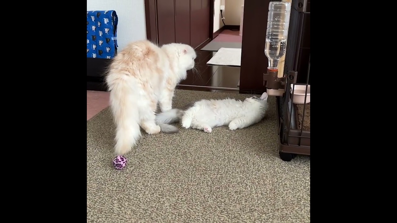 姉猫を怒らせてしまって…降参した子猫が可愛かった#shorts