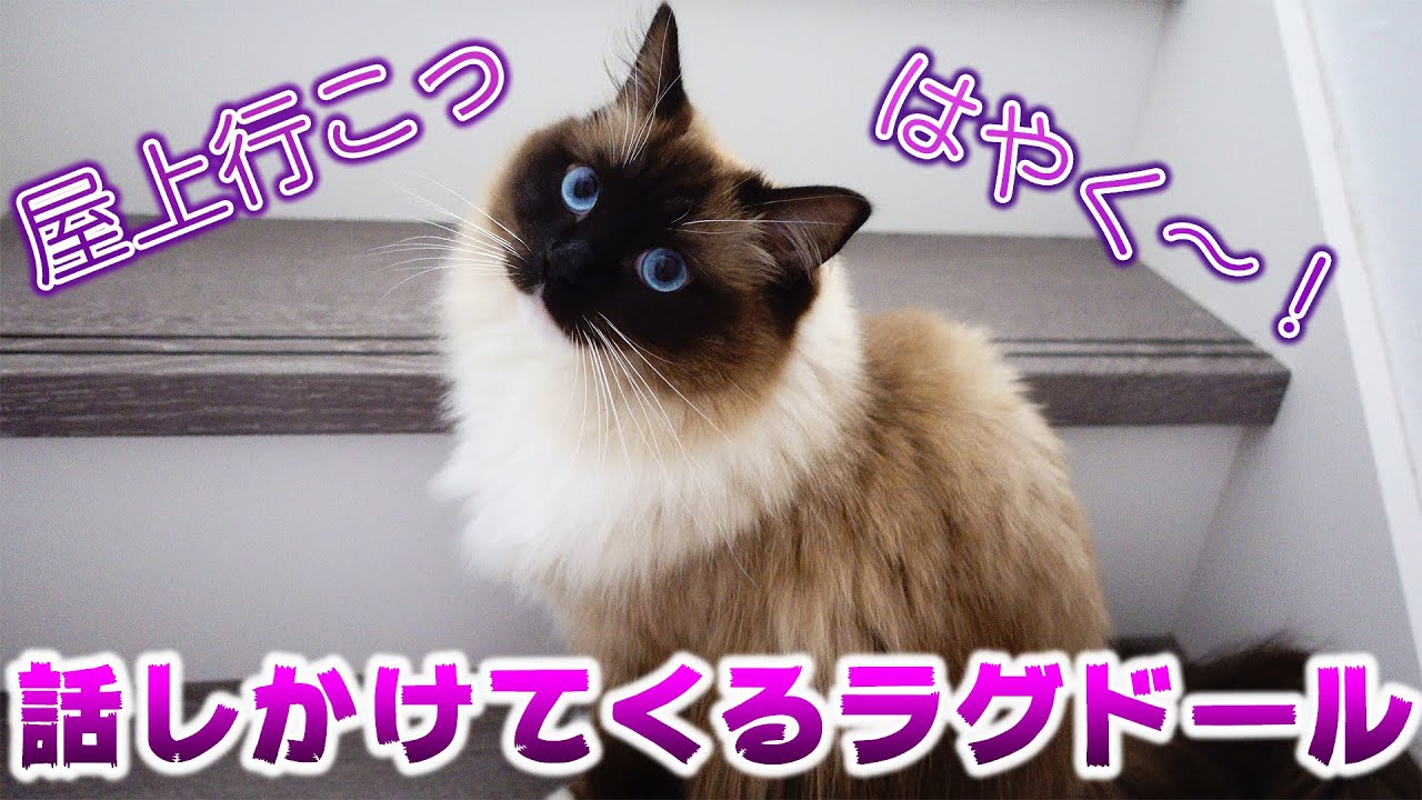 ラグドールの鳴き声に誘われて♪猫と屋上でお散歩！
