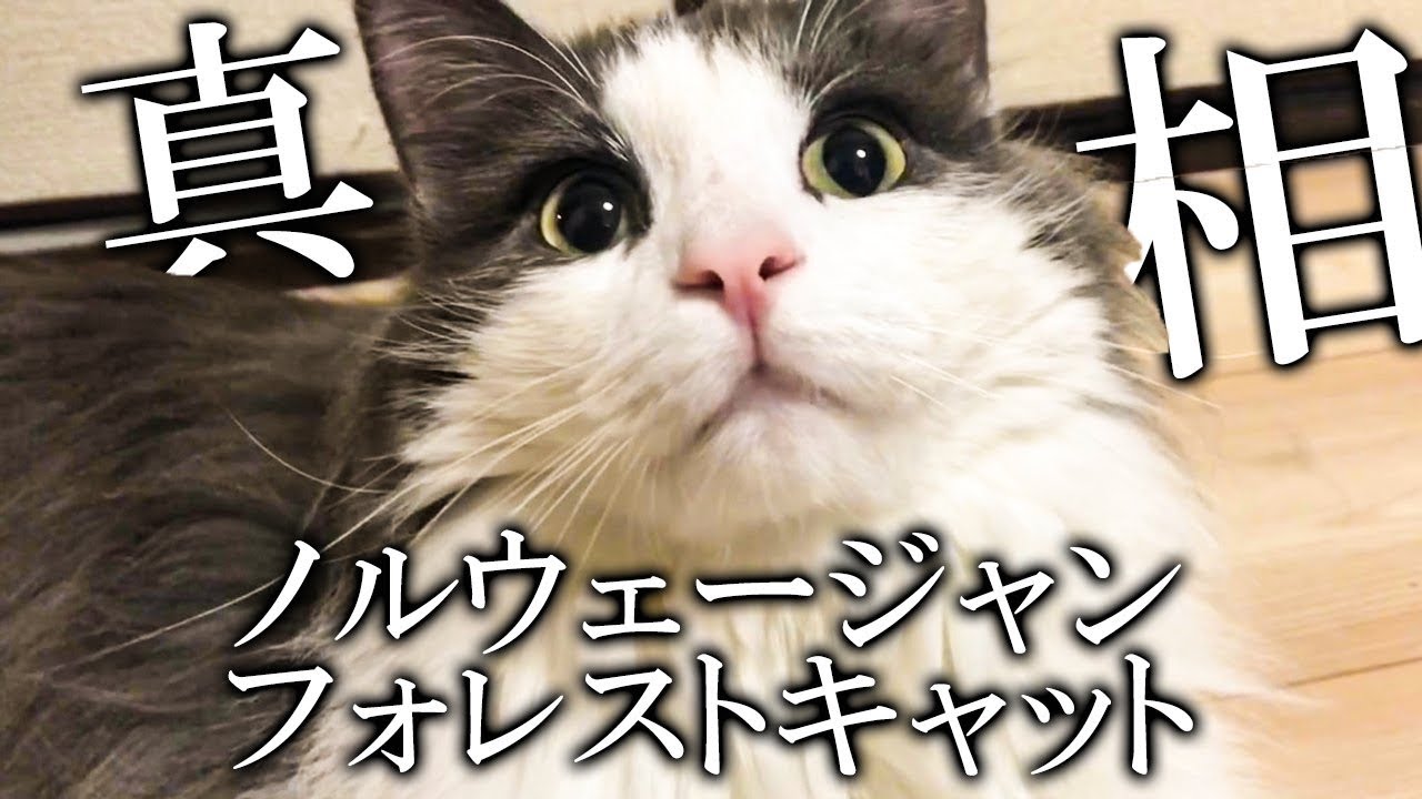 ノルウェージャンフォレストキャットってどんな猫？【ノルウェージャンフォレストキャット】