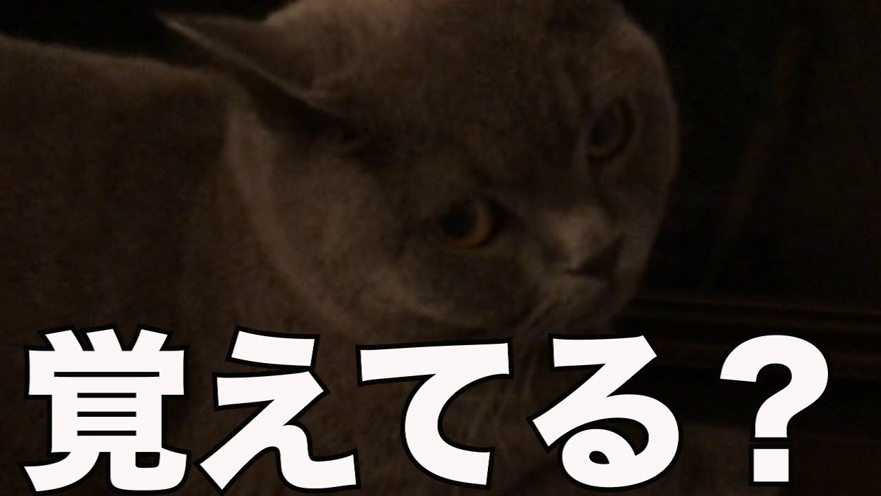 ド忘れ【ブリティッシュショートヘア】