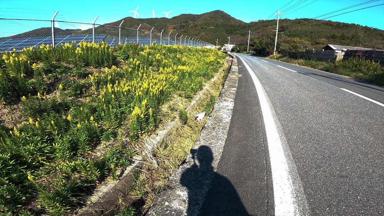 シャム猫mixっぽい猫が溝で倒れてるようにみえたので近づいてみたら🤤