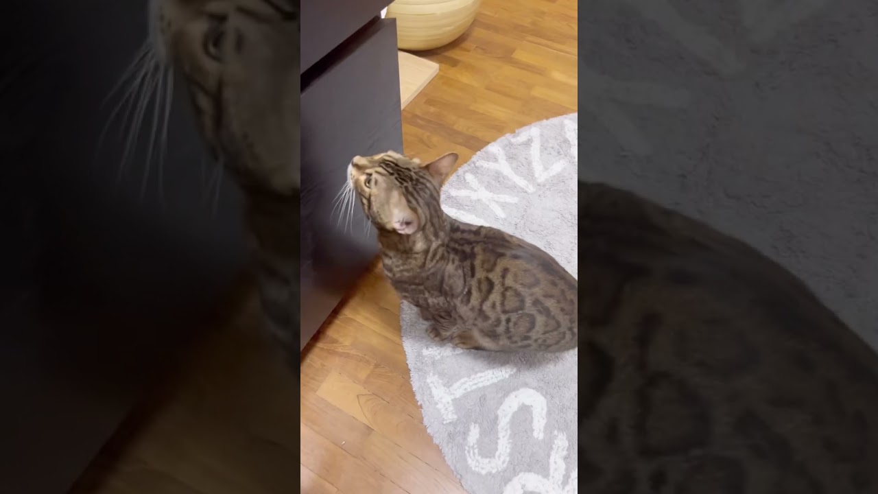 猫の可愛い甘えた鳴き声【ベンガル猫】