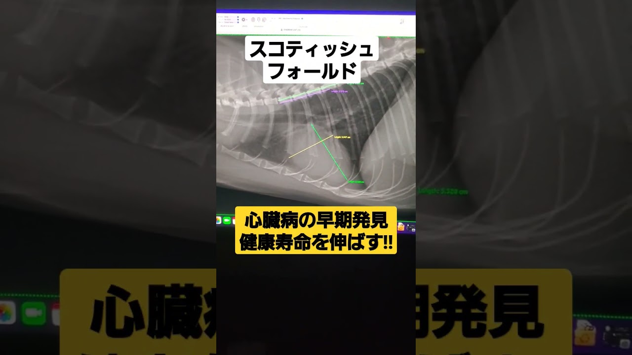堺市 猫 スコティッシュフォールド 健康診断で心臓病の早期発見!! #shorts