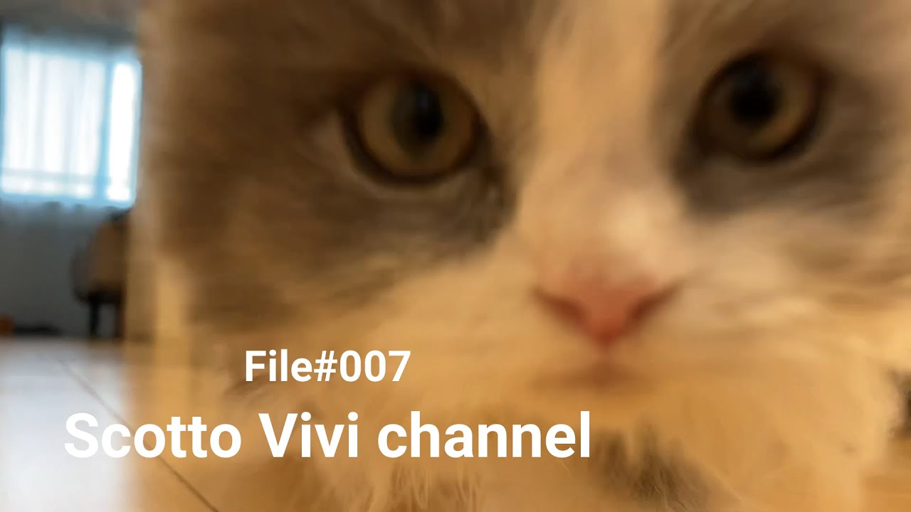 File#007～生後３か月長毛スコティッシュフォールドのウサギ化～