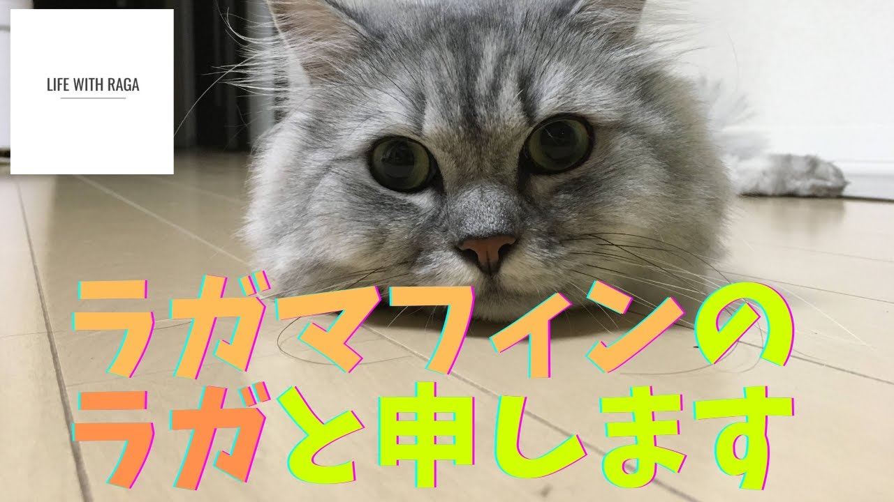 【猫品種ラガマフィン】猫のラガマフィンのラガさんのプロフィール