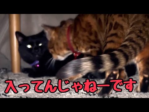 やっと入ったコタツ嫌いの黒猫をボス猫が猫パンチして追い出してます
