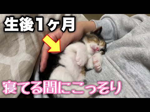 【秘蔵映像】生後1ヶ月の子猫の初めての爪切り動画を入手しました…