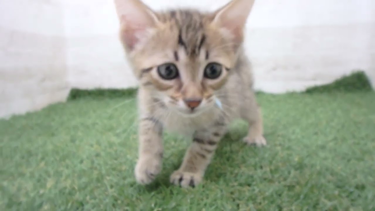 00610580 エジプシャンマウ